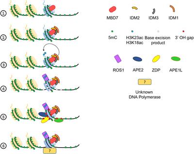You shall not pass! A Chromatin barrier story in plants